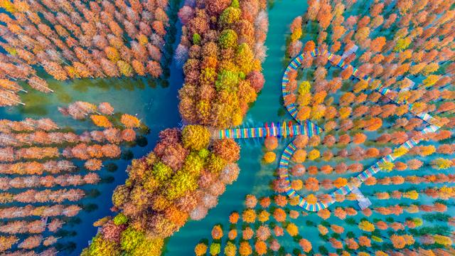 初冬水杉 色彩斑斓