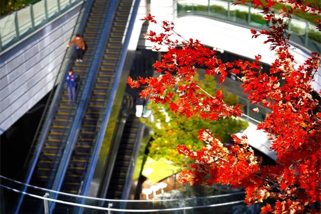 通往秋天！上海市区绝美枫叶扶梯上线→