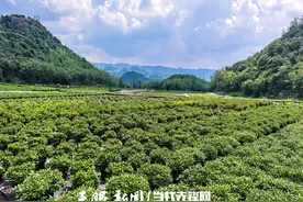 天眼影像 | 百里杜鹃：一园“花”色图片