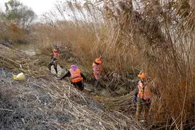 湖州太湖边芦苇开镰收割 它们还有这些“妙”用图片