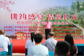 重庆巴南区：界石镇桂花香桃采摘节开幕图片