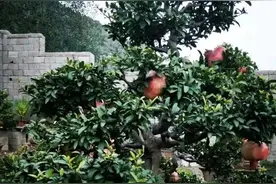 散文‖大哥的诗意人生图片
