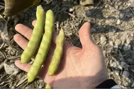 有剧毒！5到6颗就无法挽回！千万别认错图片