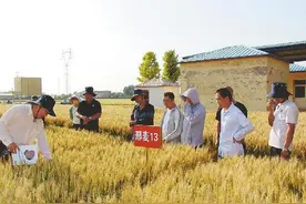 邢台市着力打造示范基地，强化农业科技服务——推动科技成果高效转化助力特色产业发展壮大图片
