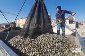 每天10万斤！红岛蛤蜊争鲜上岸 渔民凌晨出海人均收获千斤图片