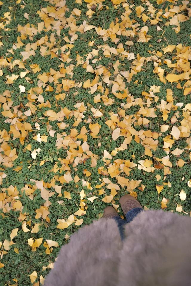 落叶缓扫点位公布!碑林这几片“落叶地毯”等你来打卡