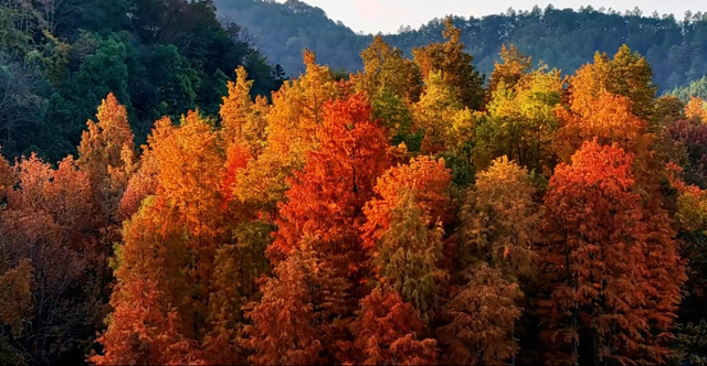 余杭“秋日恋歌”打卡地图出炉！