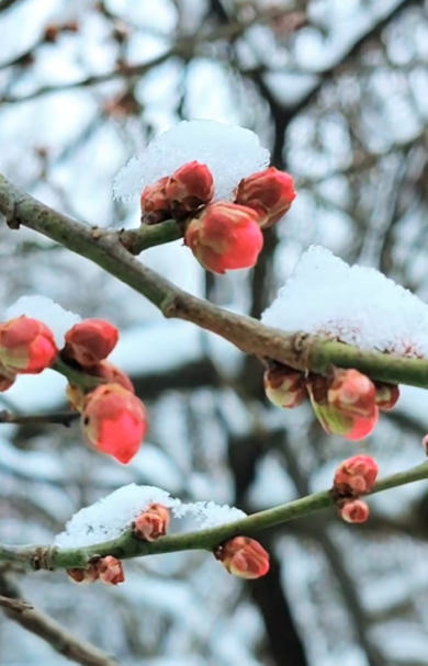 踏雪寻梅！来河南邂逅冬日限定浪漫吧