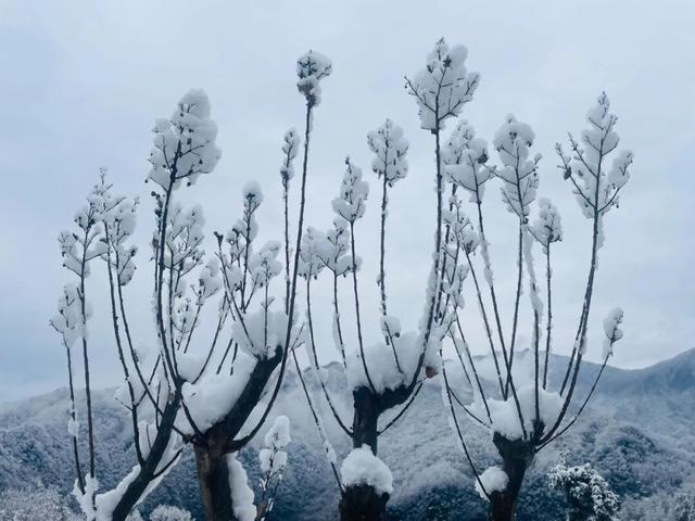 等来了！白河入冬第一场雪，竟藏着这样的景致