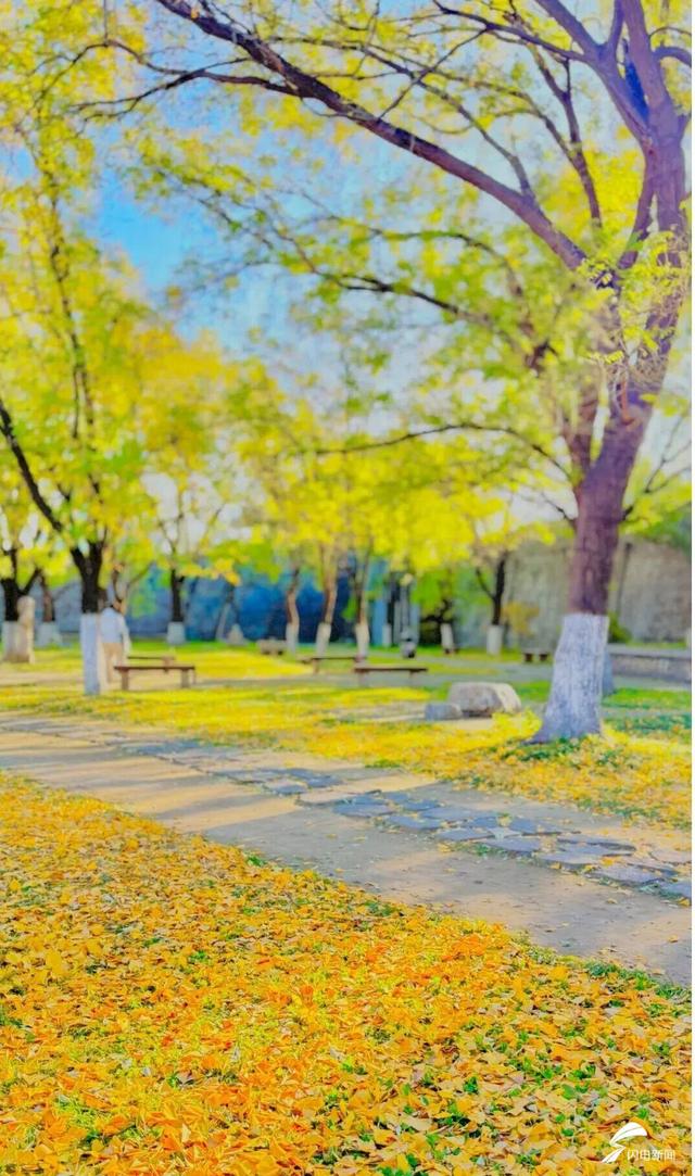 组图丨岱庙初冬美如诗 银杏书写“暖冬情书”
