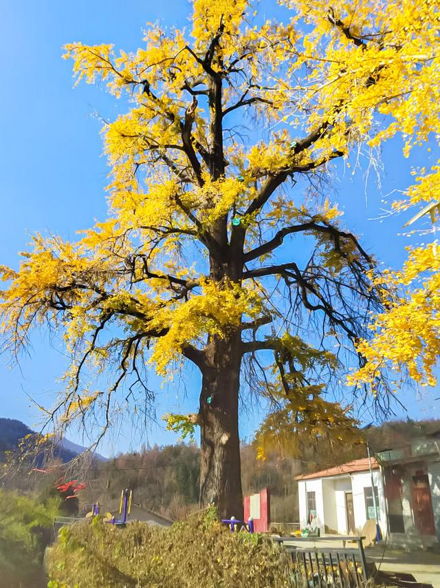 同为1300岁，武汉两株“银杏王”满树堆金