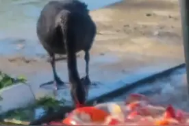 拍客｜黑天鹅就着湖水吃草无意间“投喂”锦鲤 拍摄者：有爱又有趣图片