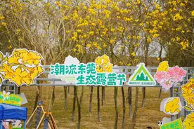 黄花风铃木盛放！来东莞松山湖感受一场春日浪漫图片