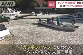 日本海岸现大量死鱼，专家：或由缺氧水团导致，建议不要拾捡食用图片