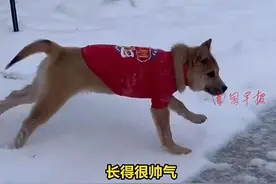 被当成“嫁妆”带到新疆，广西土狗走红网络图片