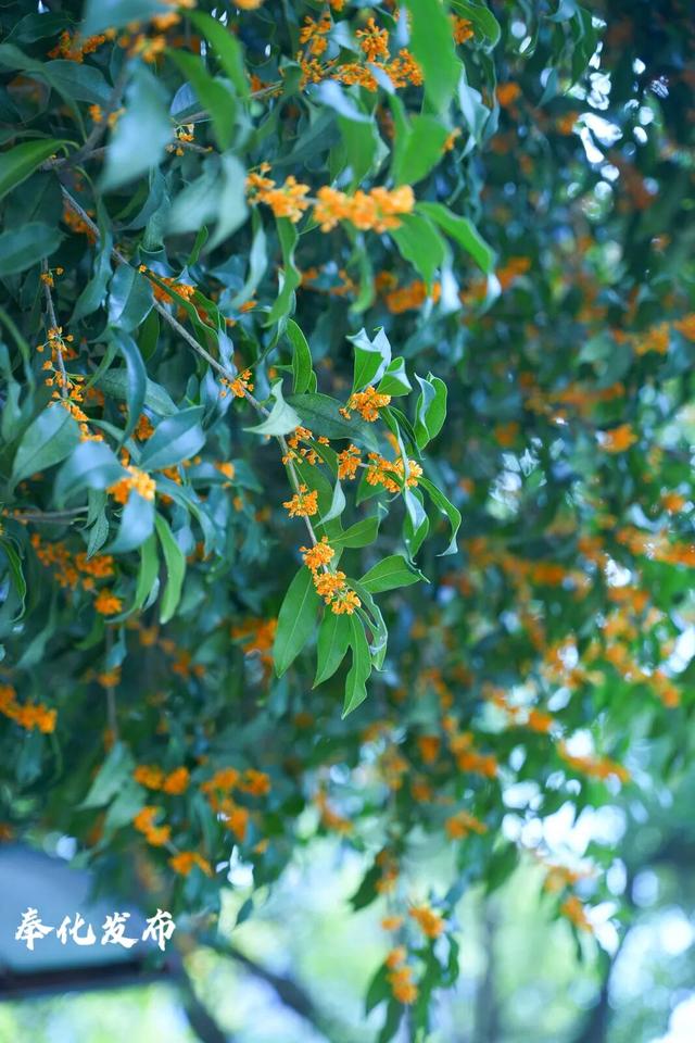 开了开了！奉化的秋天，真࿐香࿐啊࿐