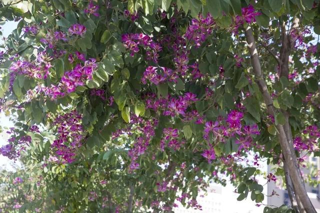 别信秋天萧瑟！凉山的花：我们才是秋天的“显眼包”