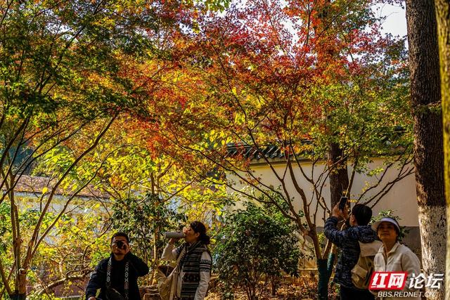 岳麓冬韵：秋色未尽处，斑斓染层林
