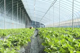 威海市文登区：跨村联建“手牵手” 抱团共富“齐步走”图片