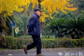 湖北来凤：冬日染金 银杏满凤城图片