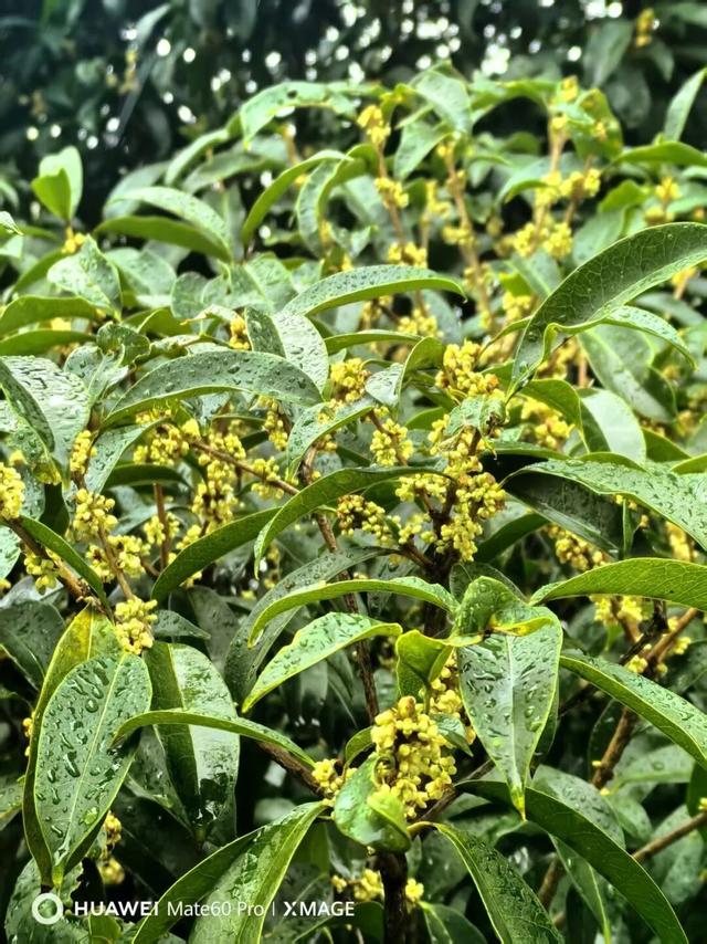 闻到了吗？合肥的桂花，“想”开啦~