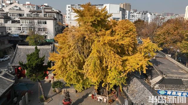 90%青岛人都不知道，市区藏着1300余岁古银杏，现在到了它最美的季节