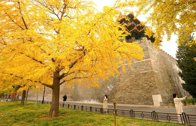 故宫筒子河畔，秋色醉人