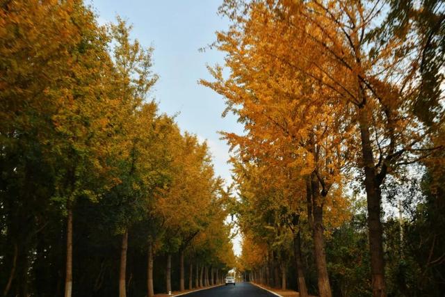 来崇明新海镇，邂逅鎏金般的美好