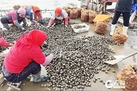 天越冷，越肥美！青岛这种“海货”抢鲜上市，码头上装了一袋又一袋……图片