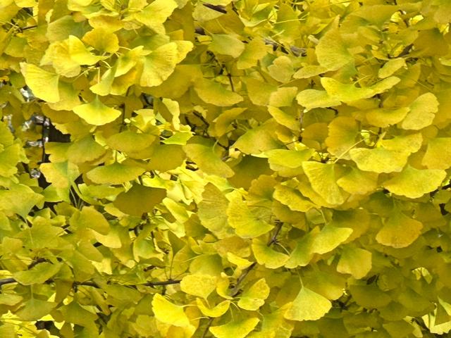 泰山壶天阁银杏披“金衣” 秋日美景引客来