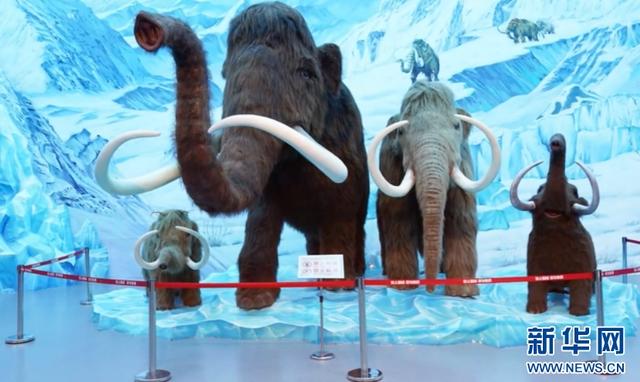 聚焦高质量发展丨黑龙江青冈：“猛犸象IP”为小城文旅添活力