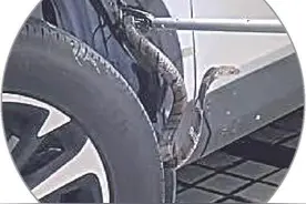 小区车内发现眼镜蛇图片