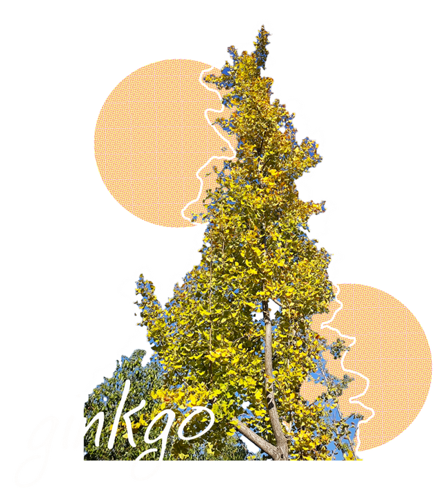 闵行的晚秋，太温柔