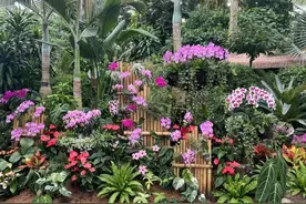上海植物园秋季园艺文化展开幕 “上植赏秋十景”出炉图片