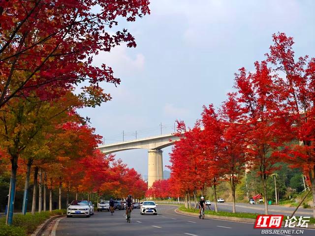 秋游时刻丨当秋日遇 “意外”，鱼形山用一湖碧水、满道红枫作答