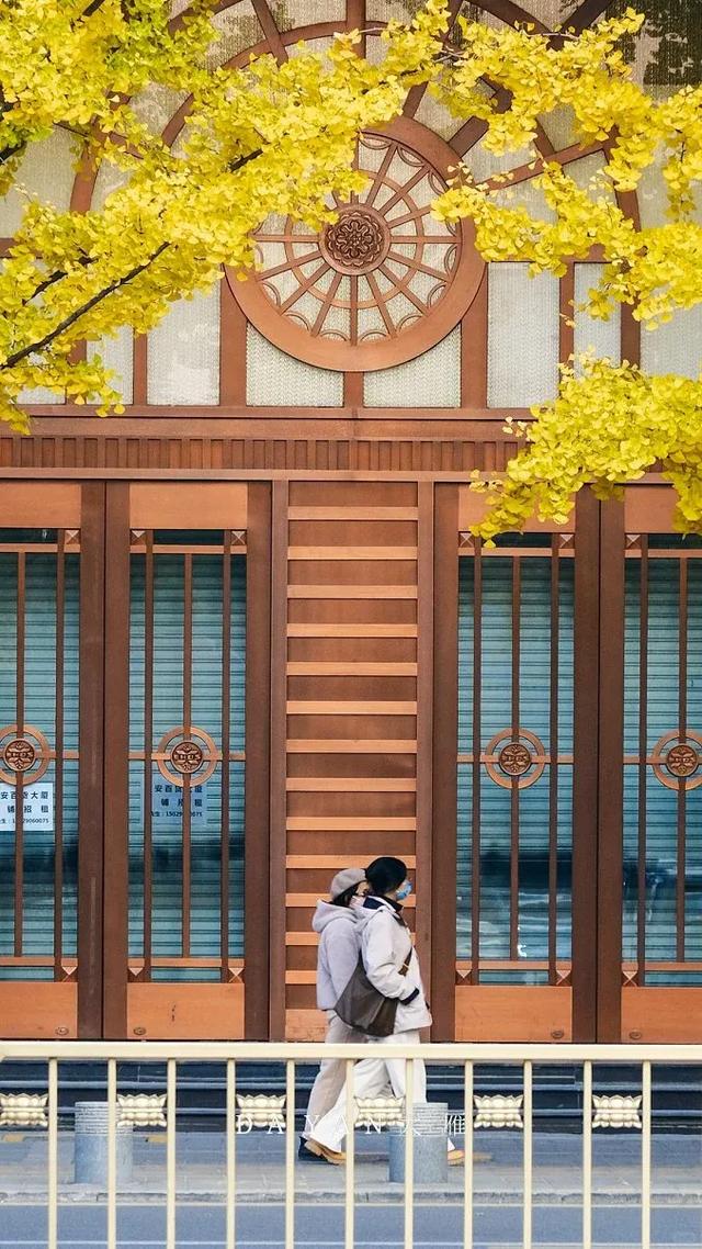 静候碑林“满眼金黄”!提前收藏这5个银杏打卡点,出片率100%