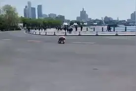 狗狗海边玩滑板引围观！游客：太丝滑了吧（附视频）图片