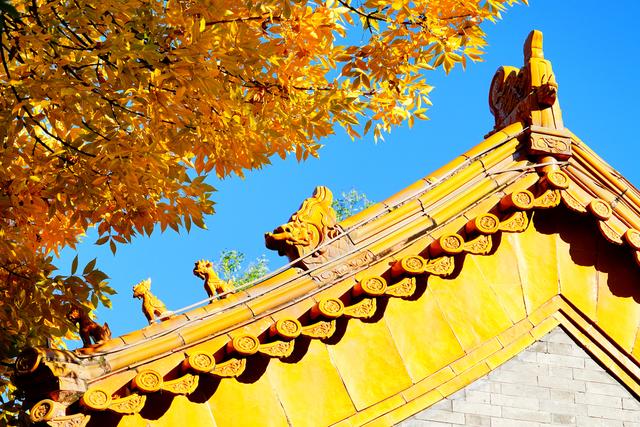 北锣鼓巷金色树叶与红墙黄瓦同框宛如油画