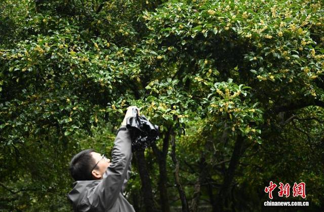 杭州西湖十景之“满陇桂雨”迎来最佳观赏期