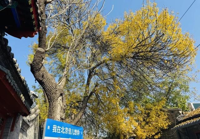 胡同不一“Young” | 北锣鼓巷：白蜡树下的北平之秋