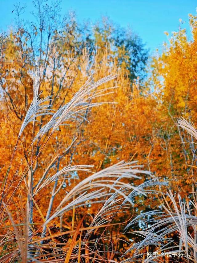 如何描述“北京的秋”？这是一期有温度的推送……