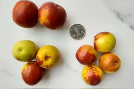 秋季最补维生素C的水果，还没吃就太可惜了！图片