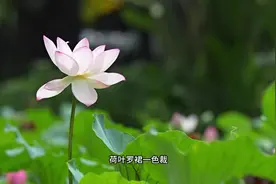 “周”游佛山丨夏意渐浓 共赴一场浪漫的赏荷之旅图片