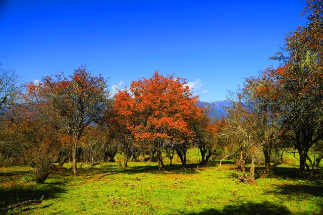 四川茂县层林尽染迎“盛会” 九鼎山开启“金色童话”观赏季