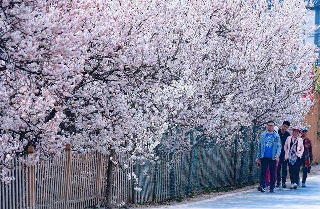 郑州樱桃沟樱桃花开啦！赏花攻略请收好