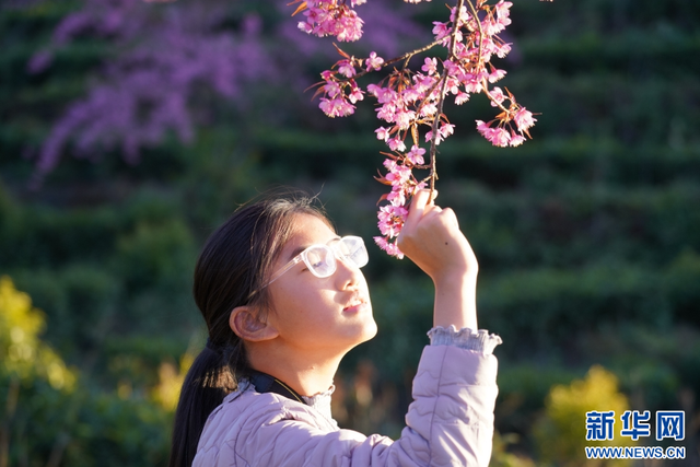 云南昌宁：冬樱花开美如画
