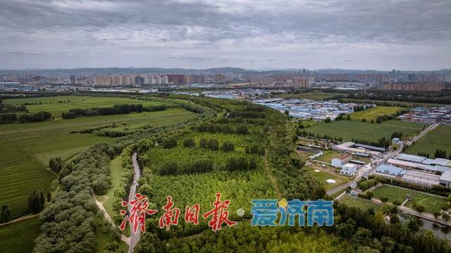 济南百里黄河公路生态廊道：生态与人文交融的打卡胜地