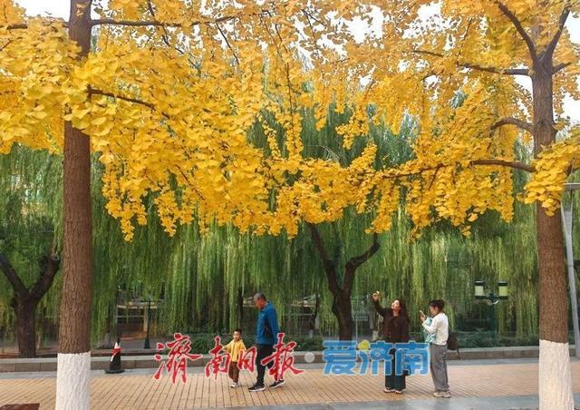 泉城深秋“金”装裹 银杏漫染诗意浓
