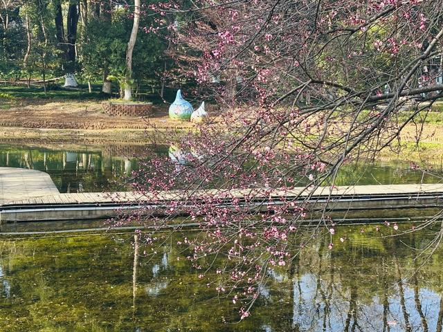 武汉植物园蜡梅盛放梅花初绽，赏花正当时
