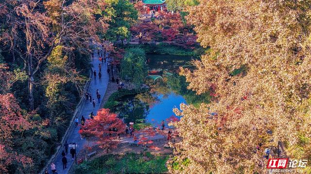 岁暖时刻丨这个季节的岳麓山，连风都是温柔的